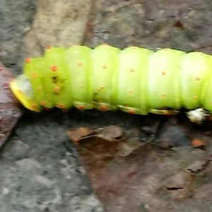 Meet your Posher, Johnathan